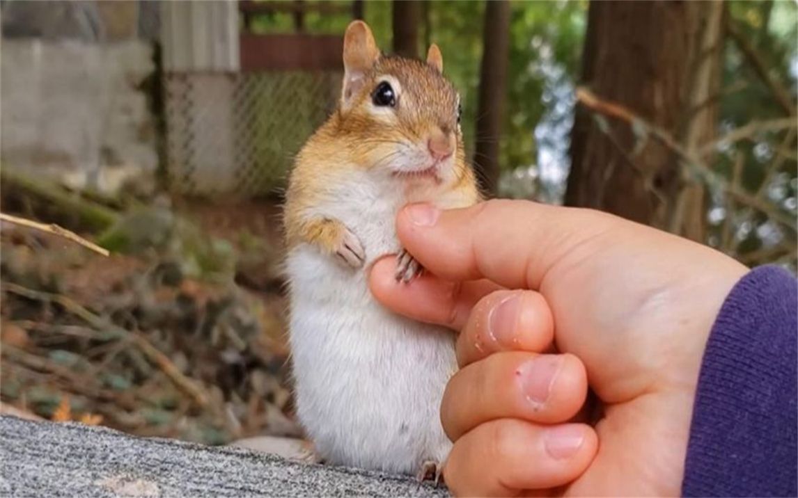 女子野外遇到一只小松鼠,忍不住上去摸了摸,结果太逗了!