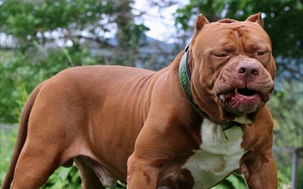 比特犬发狂,它已经在陆地没有对手,它跳到水里,开始挑战鳄鱼!