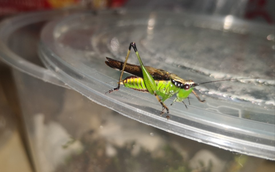 悦鸣草螽的叫声