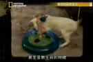 [图]貓咪的祕密生活【猫咪身心大解密！】