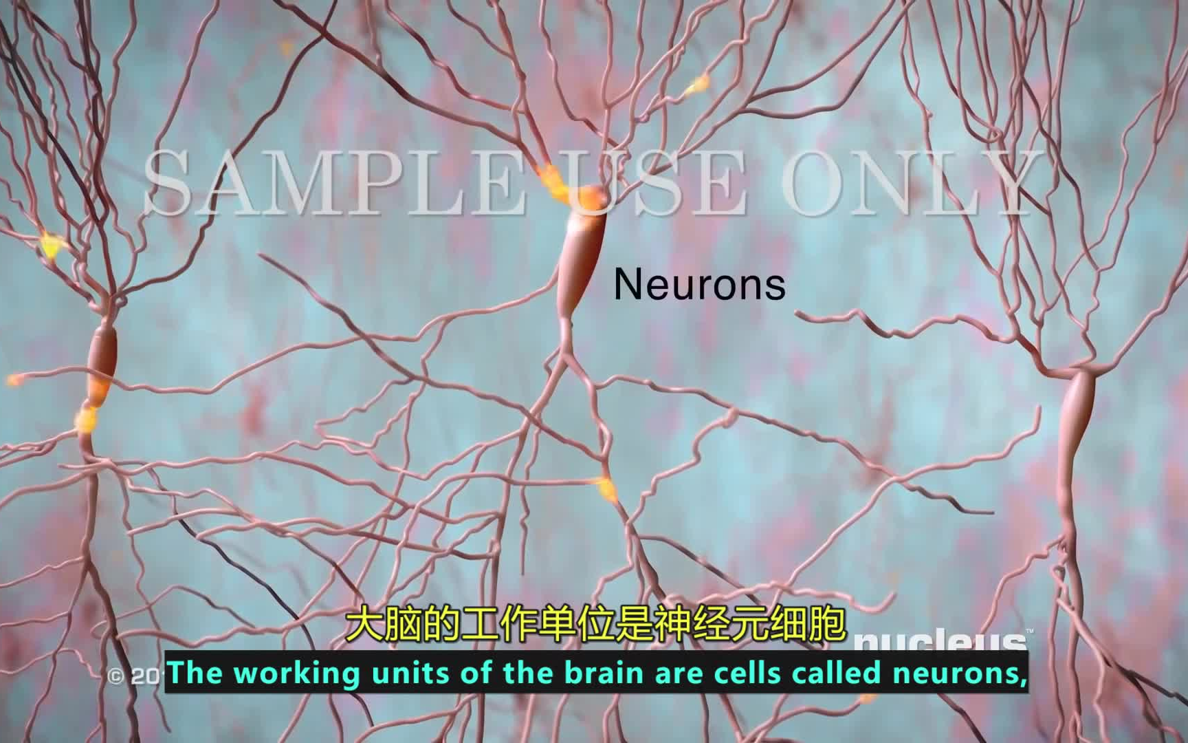 【3D医学动画】抑郁症/精神分裂症(中英双字幕+原版英文)哔哩哔哩bilibili