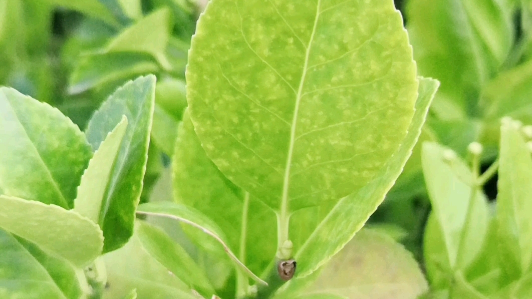 [图]小草青青草原