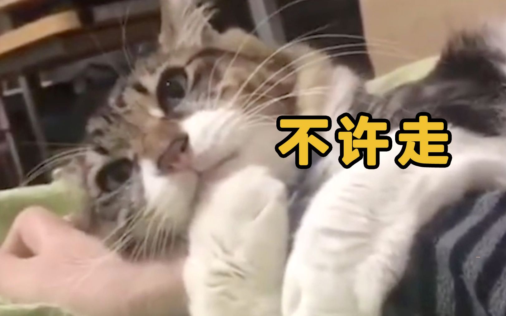 猫:不许走!粘人猫咪在线撒娇
