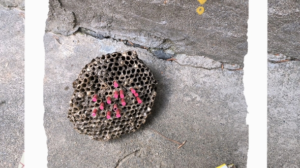 黑老大炸马蜂窝