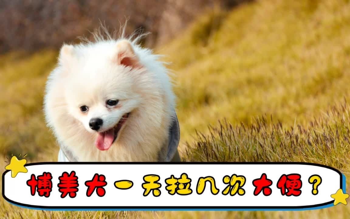 博美犬一天拉几次大便?哔哩哔哩bilibili