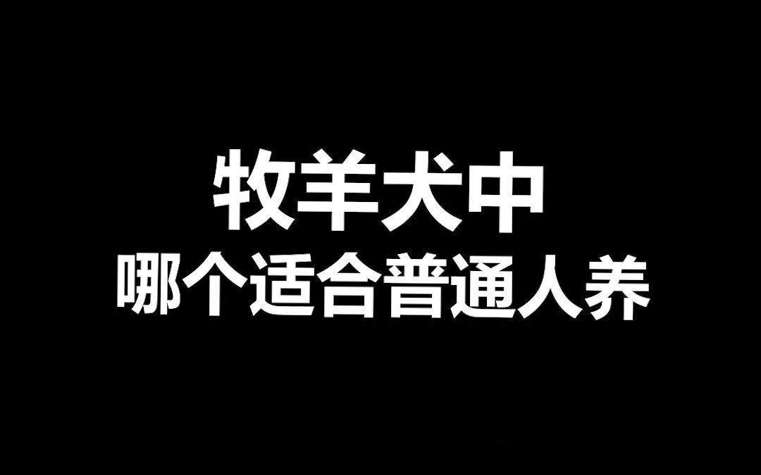 宠物冷知识:牧羊犬大家族有太多出色的犬种了,你最喜欢哪个犬种?哔哩哔哩bilibili