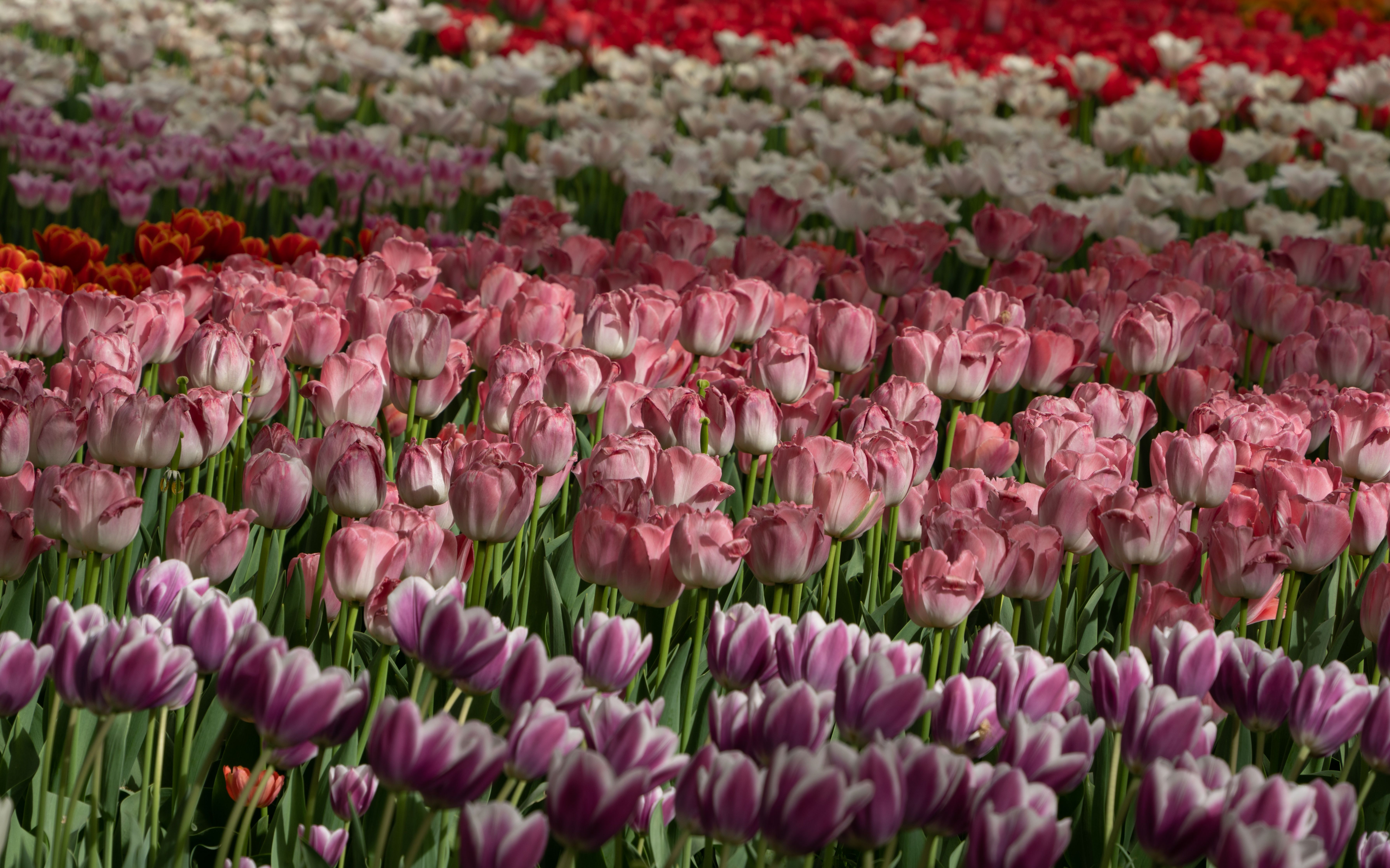 国家植物园北园的郁金香花海4k60fps