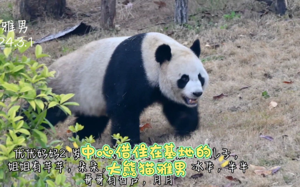 中心借住在基地的大熊猫雅男,是个活跃的宝宝啊!打滚,爬木架,爬树,一刻不停哔哩哔哩bilibili