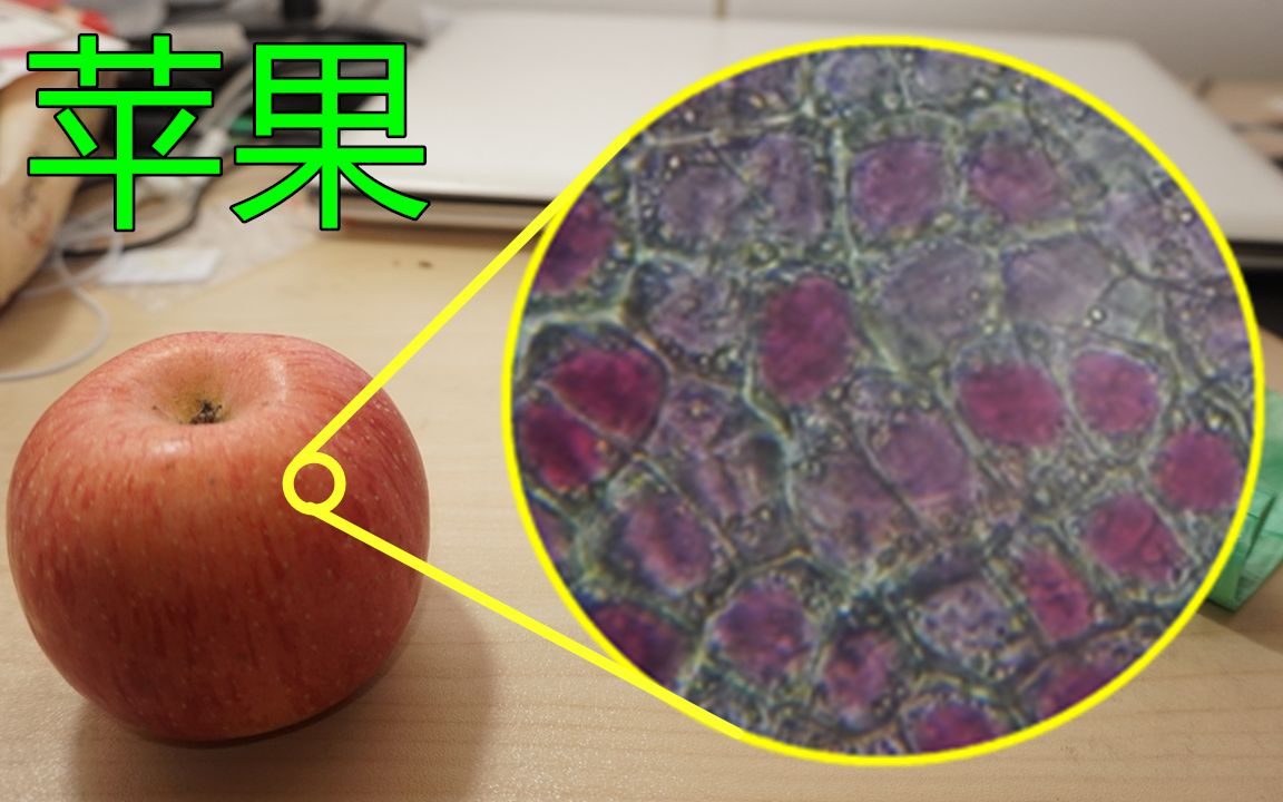 苹果细胞结构图图片