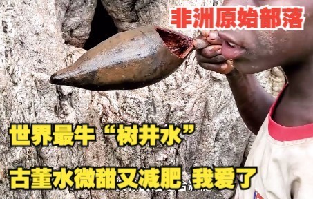 世界最牛非洲树,6000年“树井水”不仅能开“酒巴”,还能一棵树娶媳妇哔哩哔哩bilibili