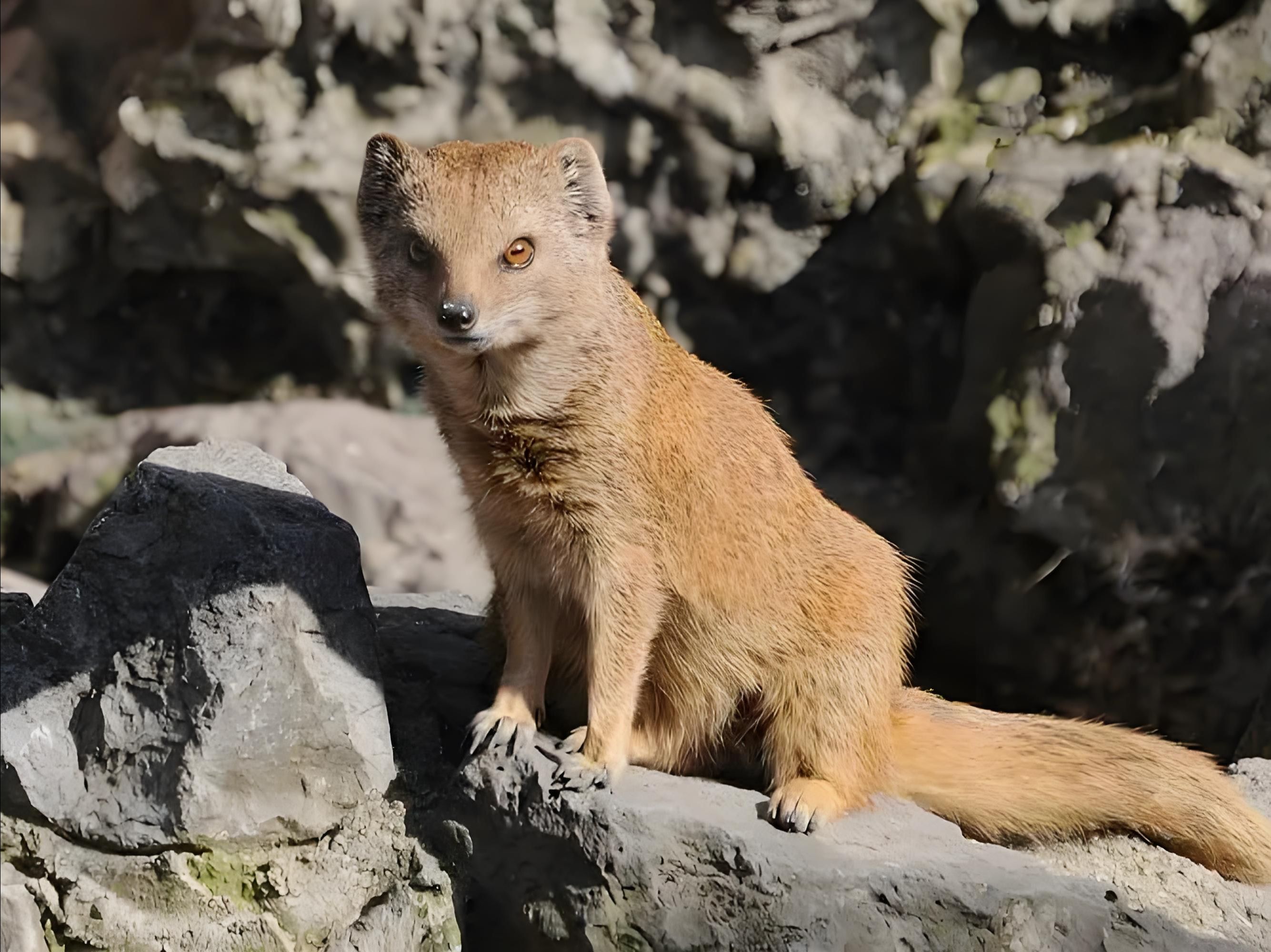黄猫鼬单挑辣条