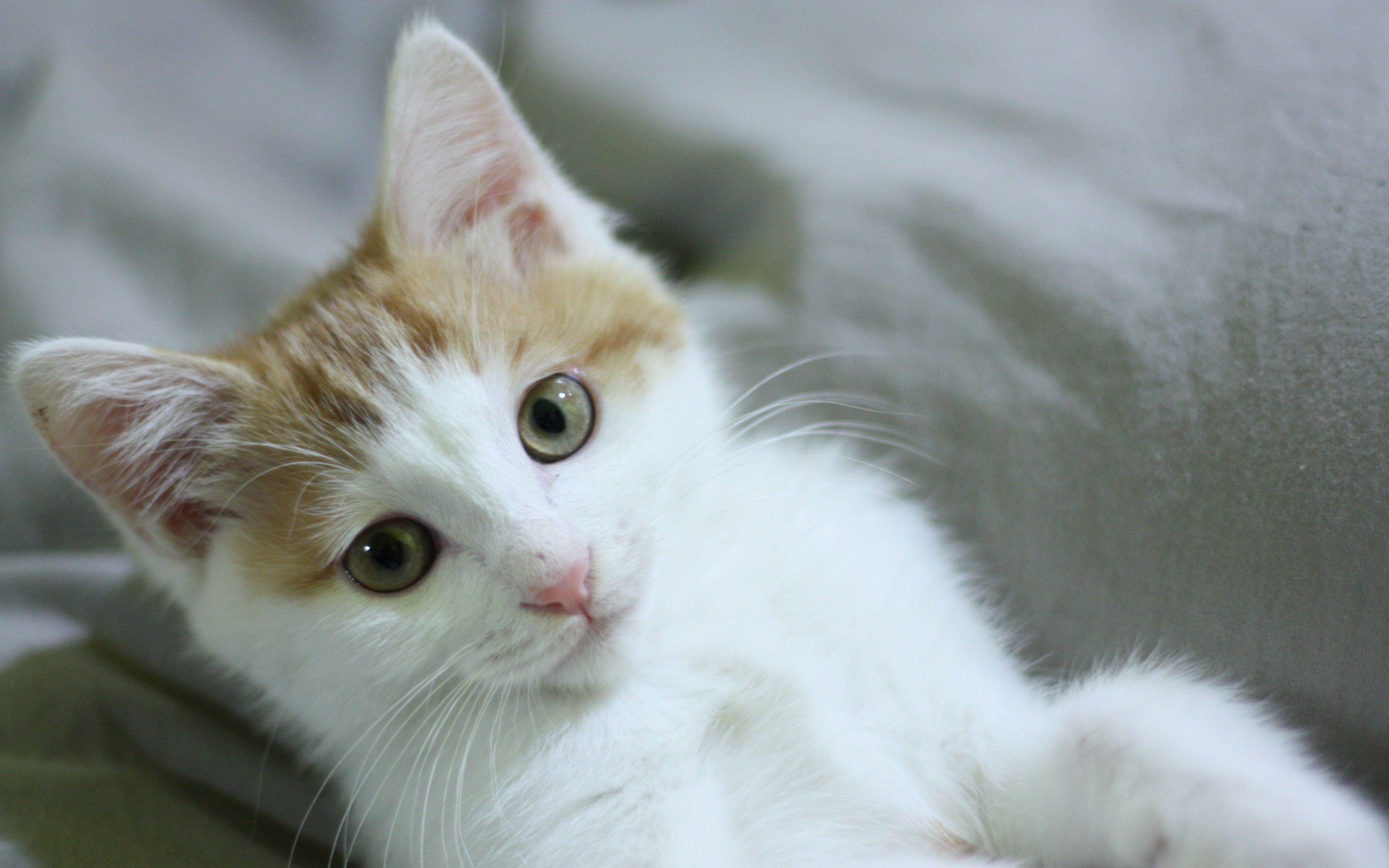 高清单反级猫片,橘猫颜值巅峰