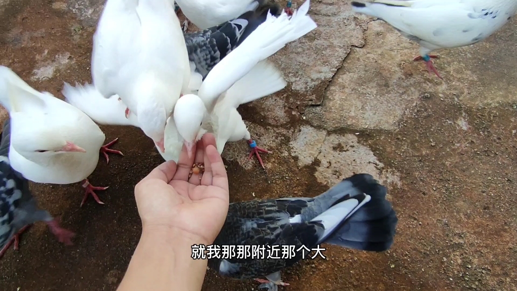 昨晚被人放鸽子啦现在鸽子都还在