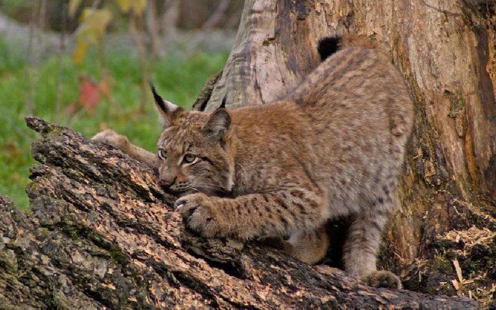 [图]猞猁是狼的天敌吗？同为顶级捕食者，猞猁和狼相互竞争在所难免！