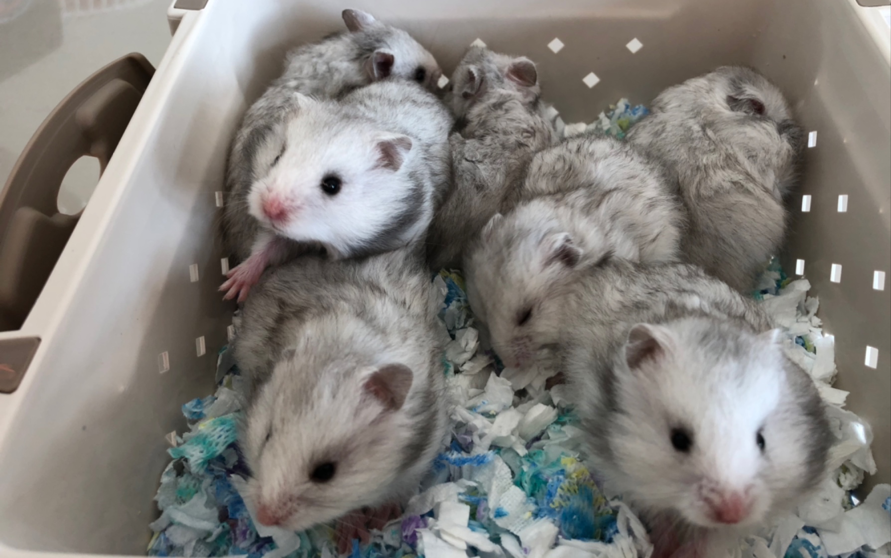 纯银金丝熊崽崽第30天满月啦最终还是长成了爸妈的模样