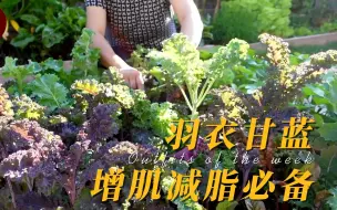 下载视频: 羽衣甘蓝：完胜牛油果，增肌减脂必备！