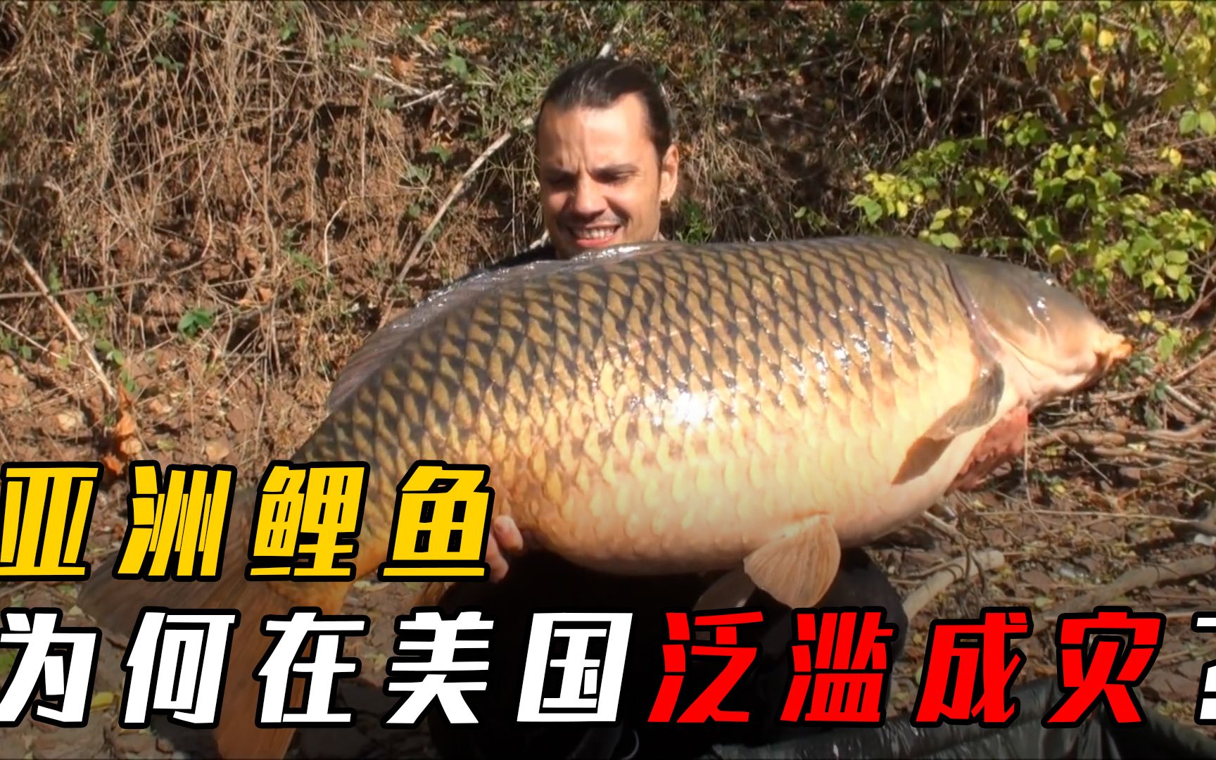 亚洲鲤鱼入侵美国,在中国活不过童年,为何在美国泛滥成灾?