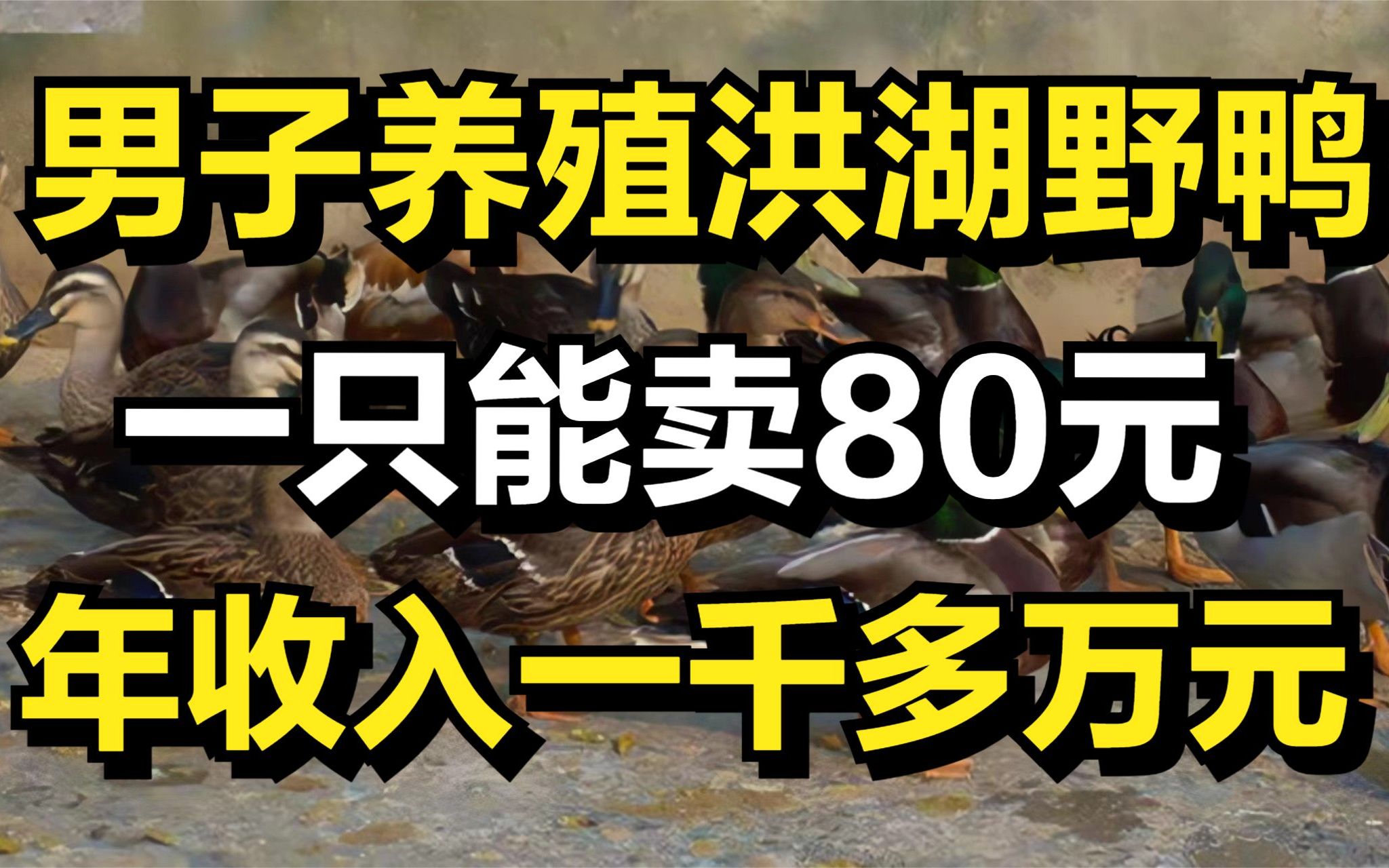 男子养殖洪湖野鸭,一只鸭子能卖80元,年收入高达1000多万元!哔哩哔哩bilibili