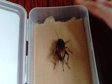 双斑蟋标本完活儿了,我的第一个昆虫标本