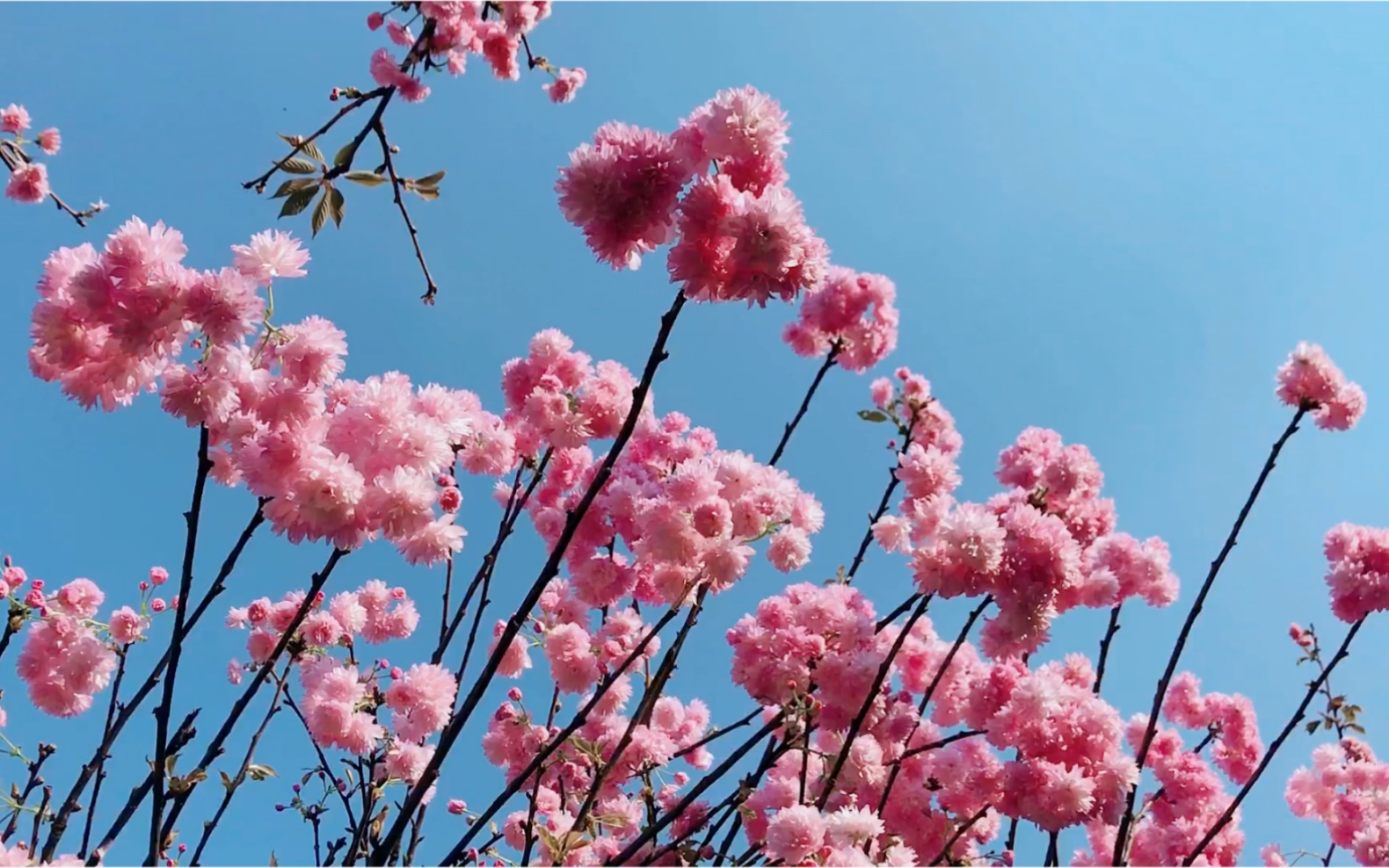 深圳观澜樱花图片