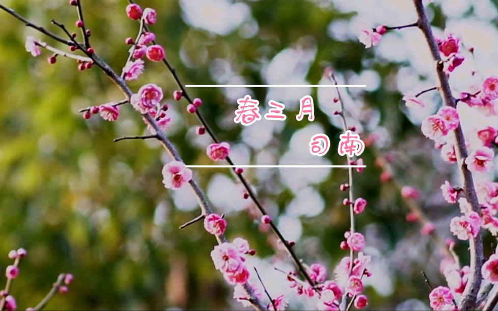 活动作品第一个汉服mv视频春三月司南