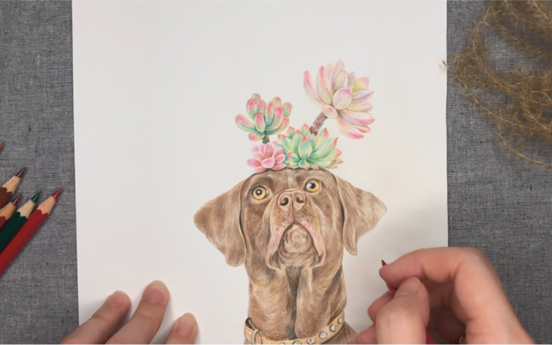【彩铅】拉布拉多与多肉的创意组合,完整彩绘过程