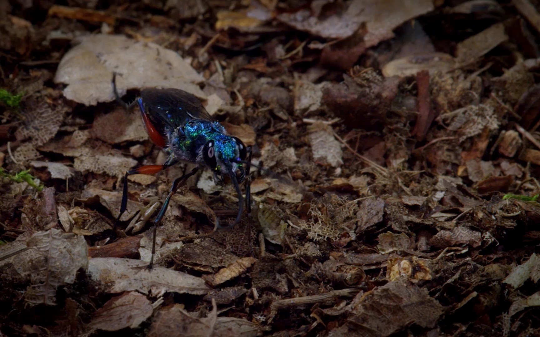 扁头泥蜂—活捉蟑螂