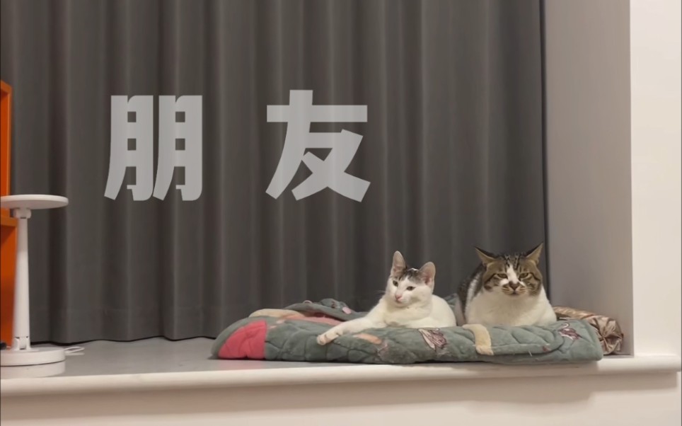 【快乐猫zz】我们只是好朋友啦