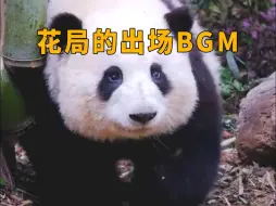 Descargar video: 花花的出场简直明星范十足，真不愧是熊猫界的顶流！