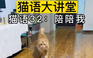 下载视频: 赶紧大声播放猫语“陪陪我”，你家猫就会过来陪你！