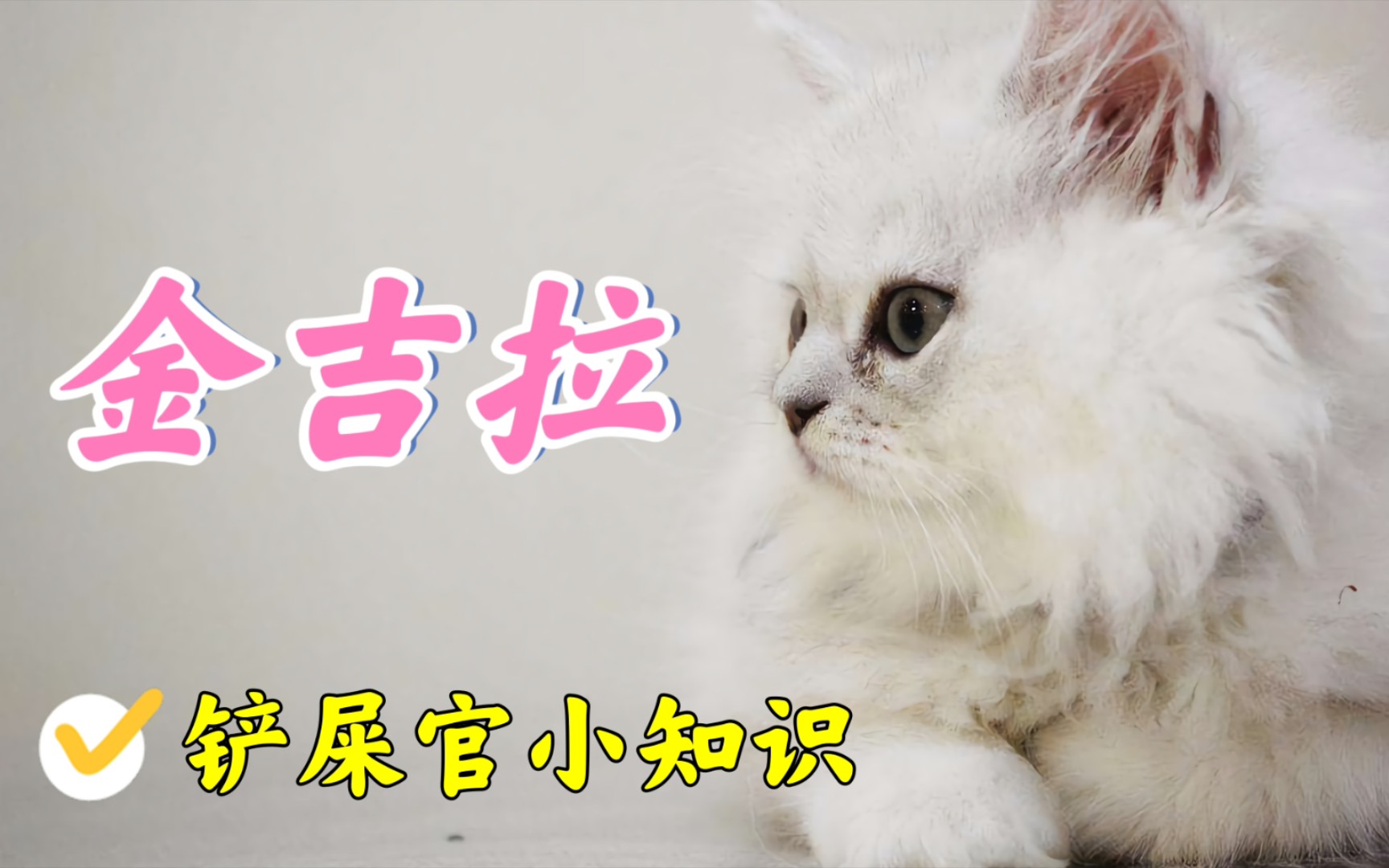 [图]猫中贵族金吉拉居然是波斯猫的最强限定皮肤