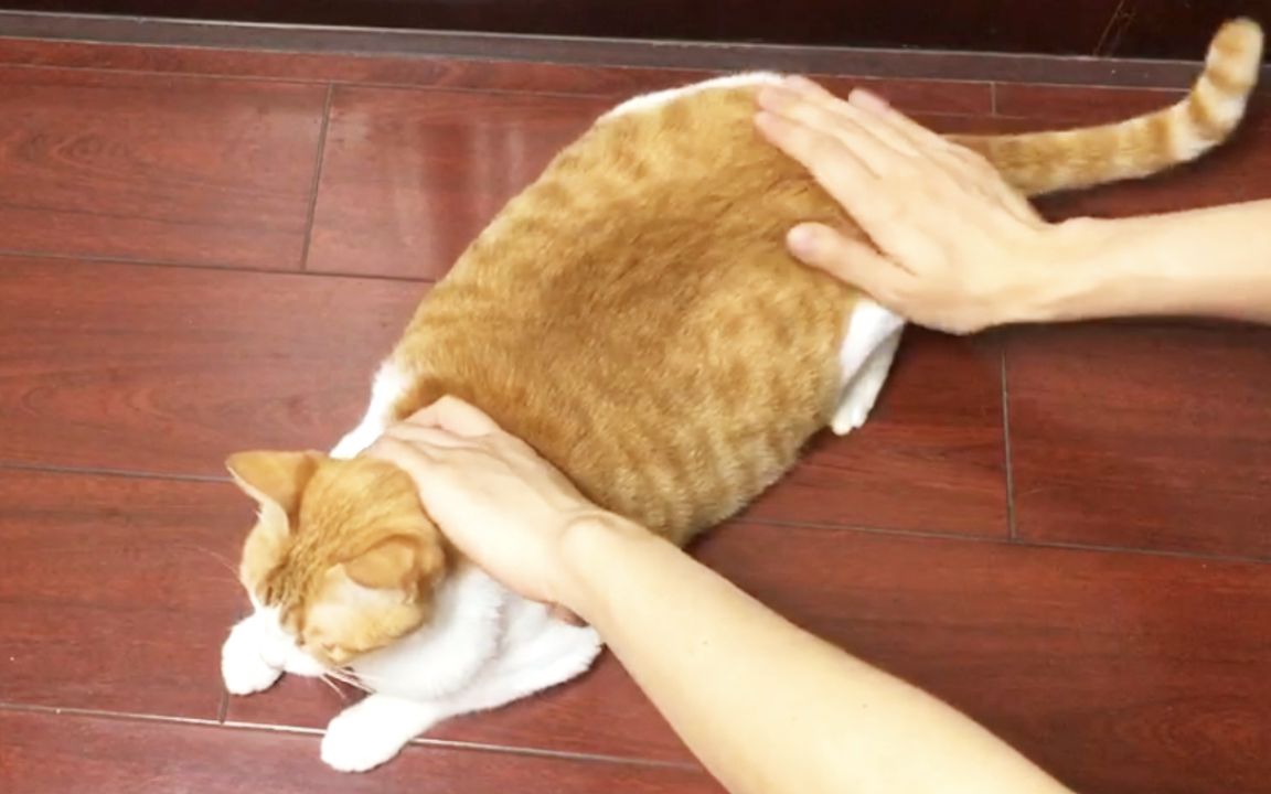 [图]【橘猫】手累不如心累！又发情了，来来来，帮你解决？