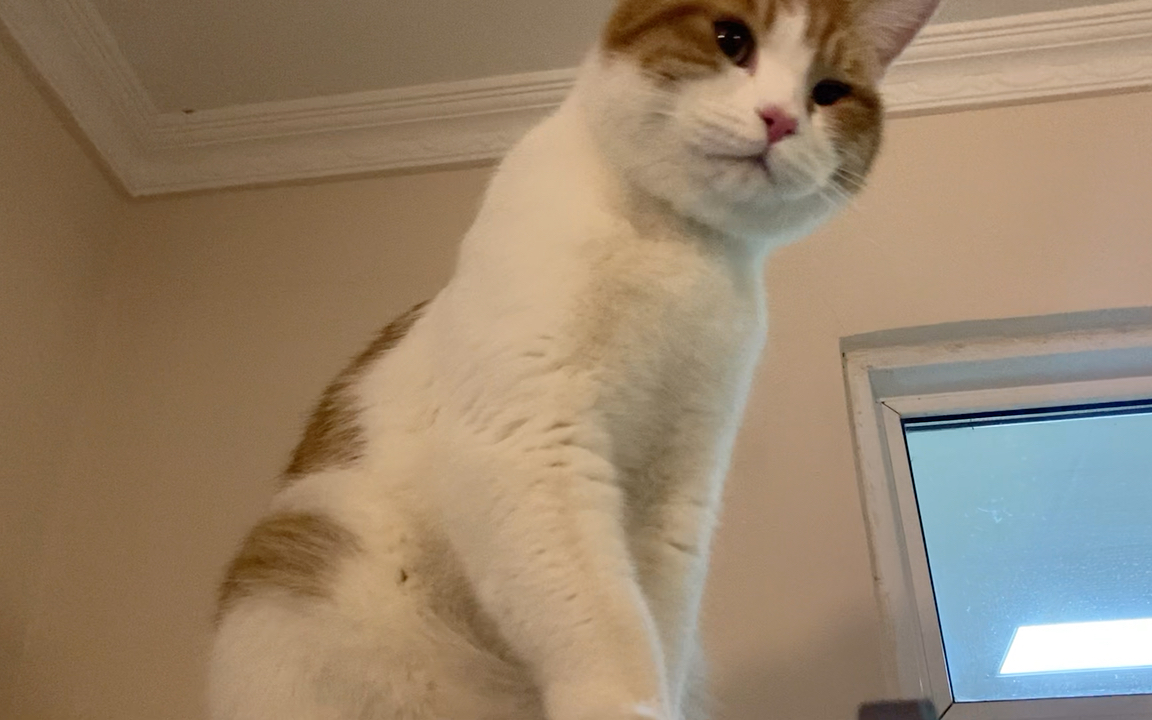 来自猫王的俯视