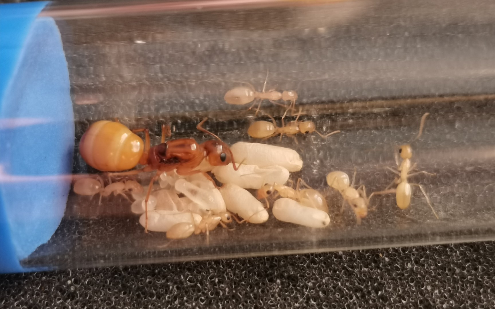 黑金弓背蚁