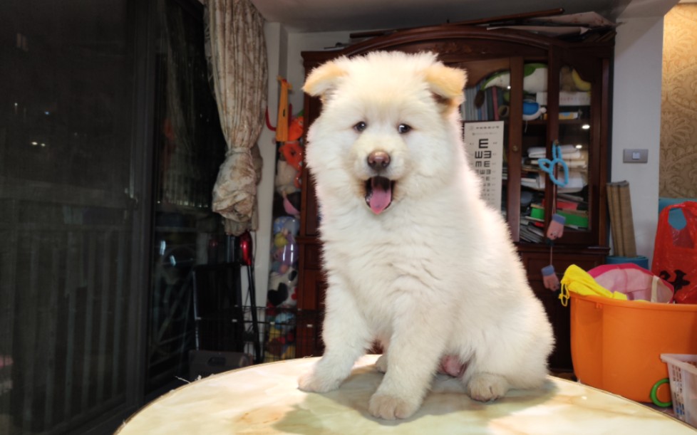 中华田园犬,广西土松母犬,白色小土松,毛色蓬松雪白,耳朵非常黄,虎头