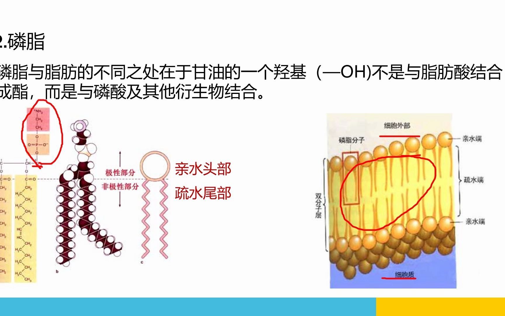 脂质的分类哔哩哔哩bilibili