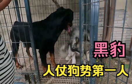 人仗狗势第一人,靠一条罗威纳犬黑豹,称霸整个狗场!哔哩哔哩bilibili