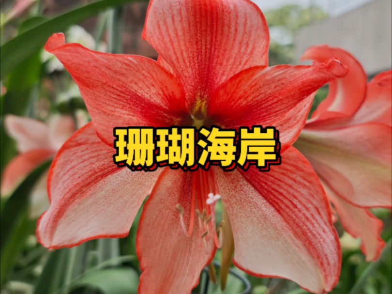 朱顶红珊瑚海岸