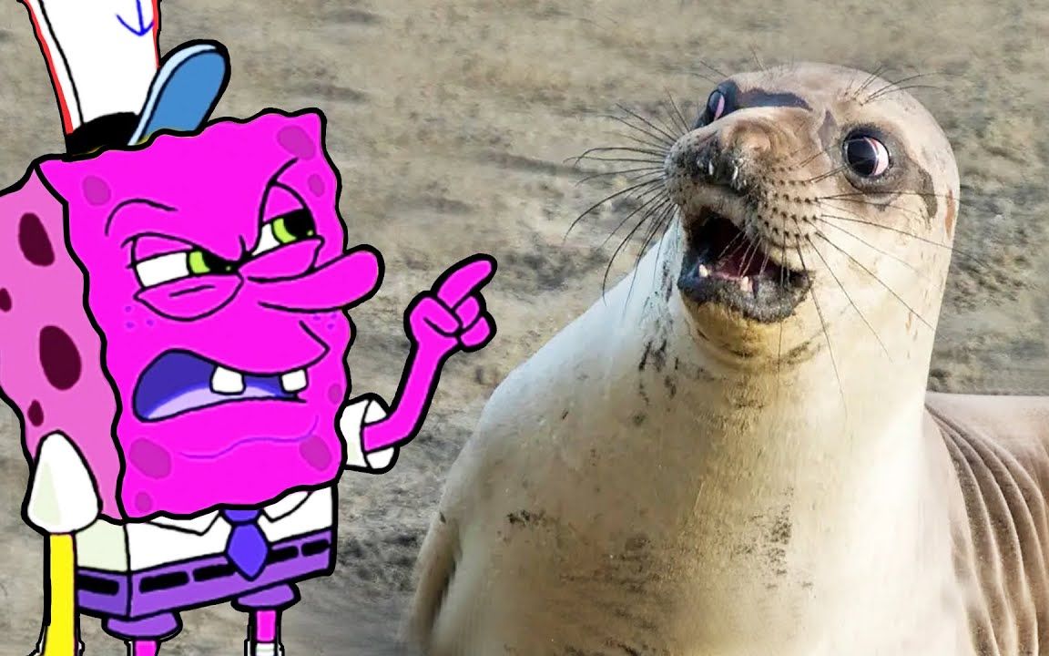 愤怒的脸海绵宝宝尖叫海豹,有趣的狗和猫的视频!