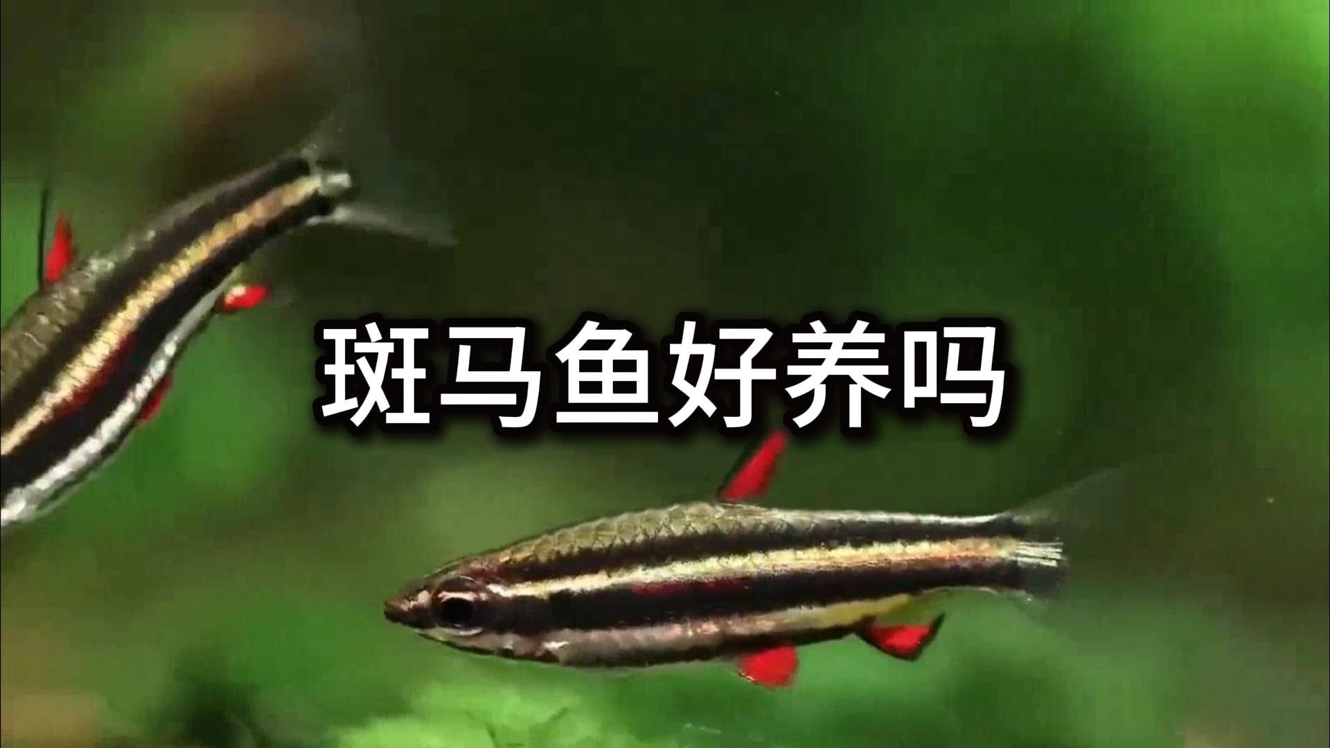 斑马鱼相对好养.它们对环境的适应能力较强