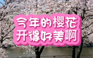 Video herunterladen: 来日本看樱花吧。