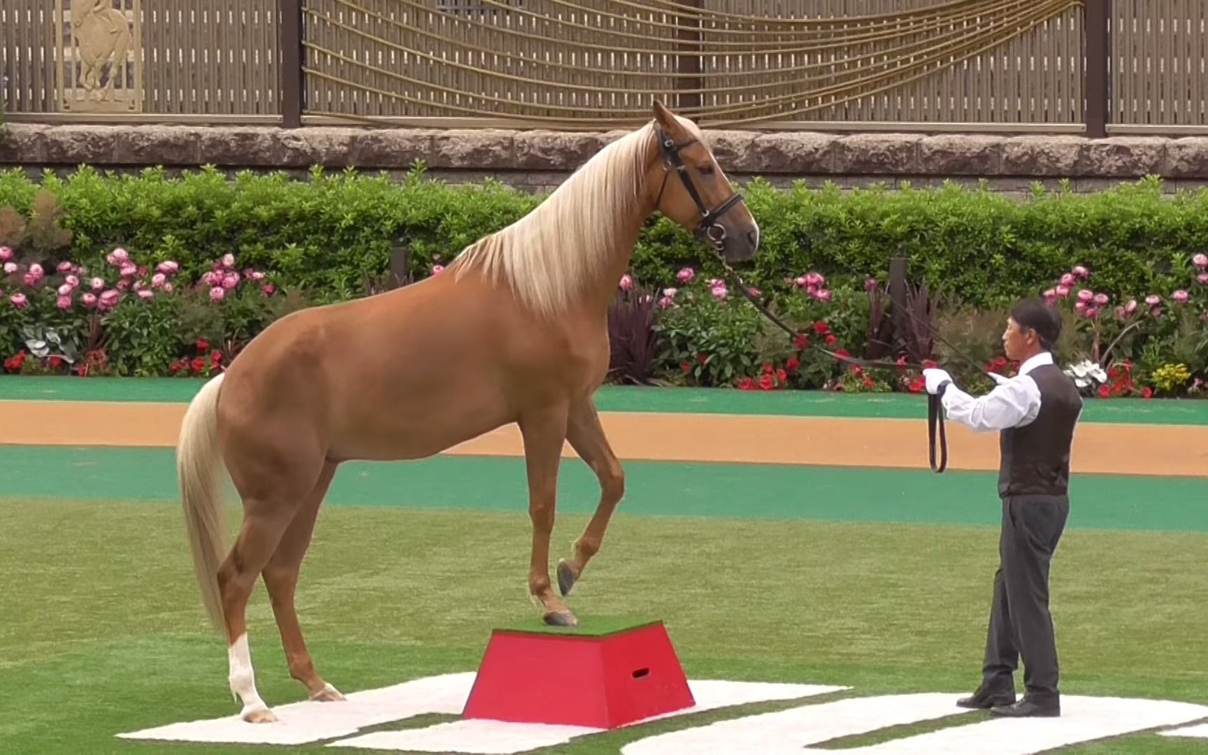 东京赛马场赛马日马术杂技表演_哔哩哔哩_bilibili