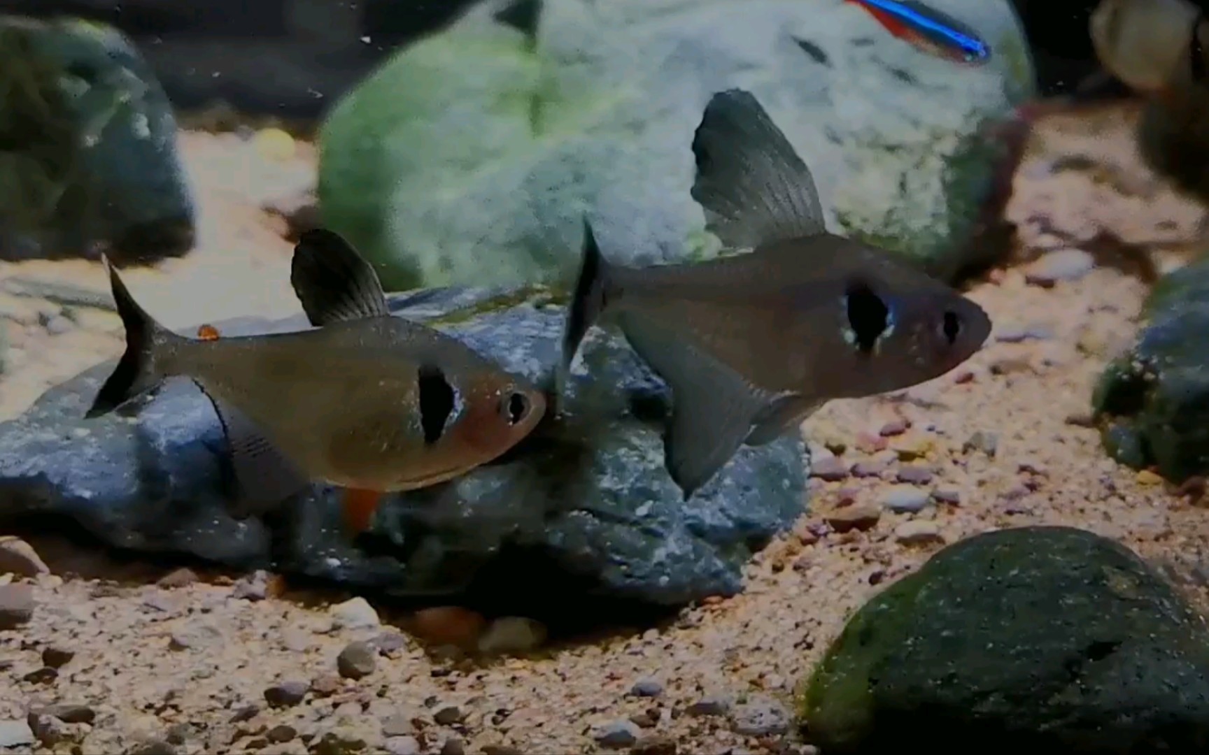 杂缸随拍|不太黑的【黑幻影扯旗】