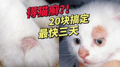猫藓最快三天搞定！得了猫藓怎么办？如何治疗<em class="keyword">猫癣</em>？