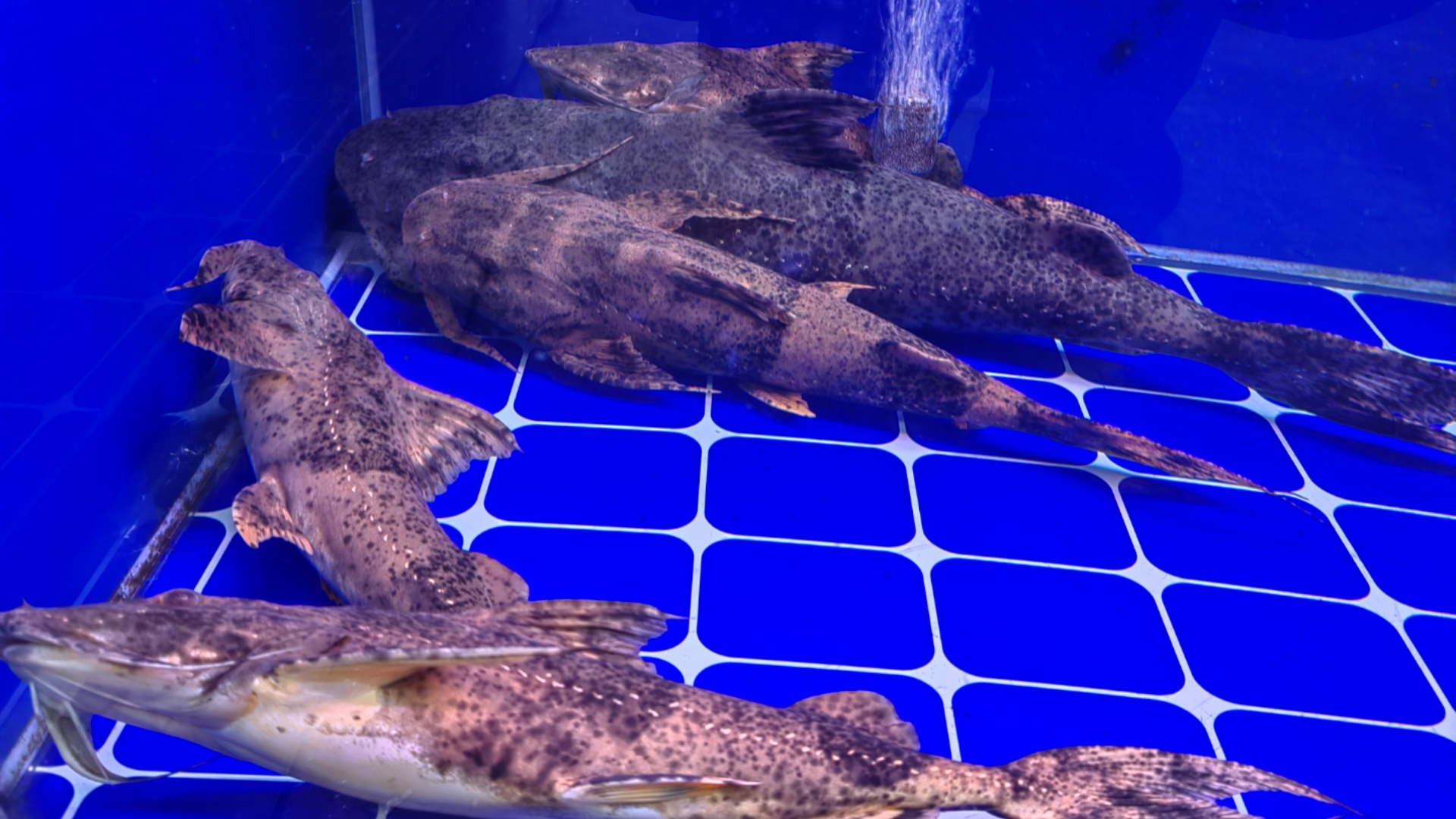 看看春节过完之后的芳村花鸟鱼虫市场