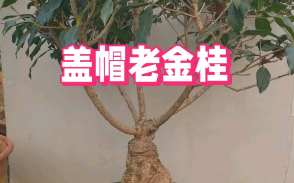 老金桂桂花盆景哔哩哔哩bilibili