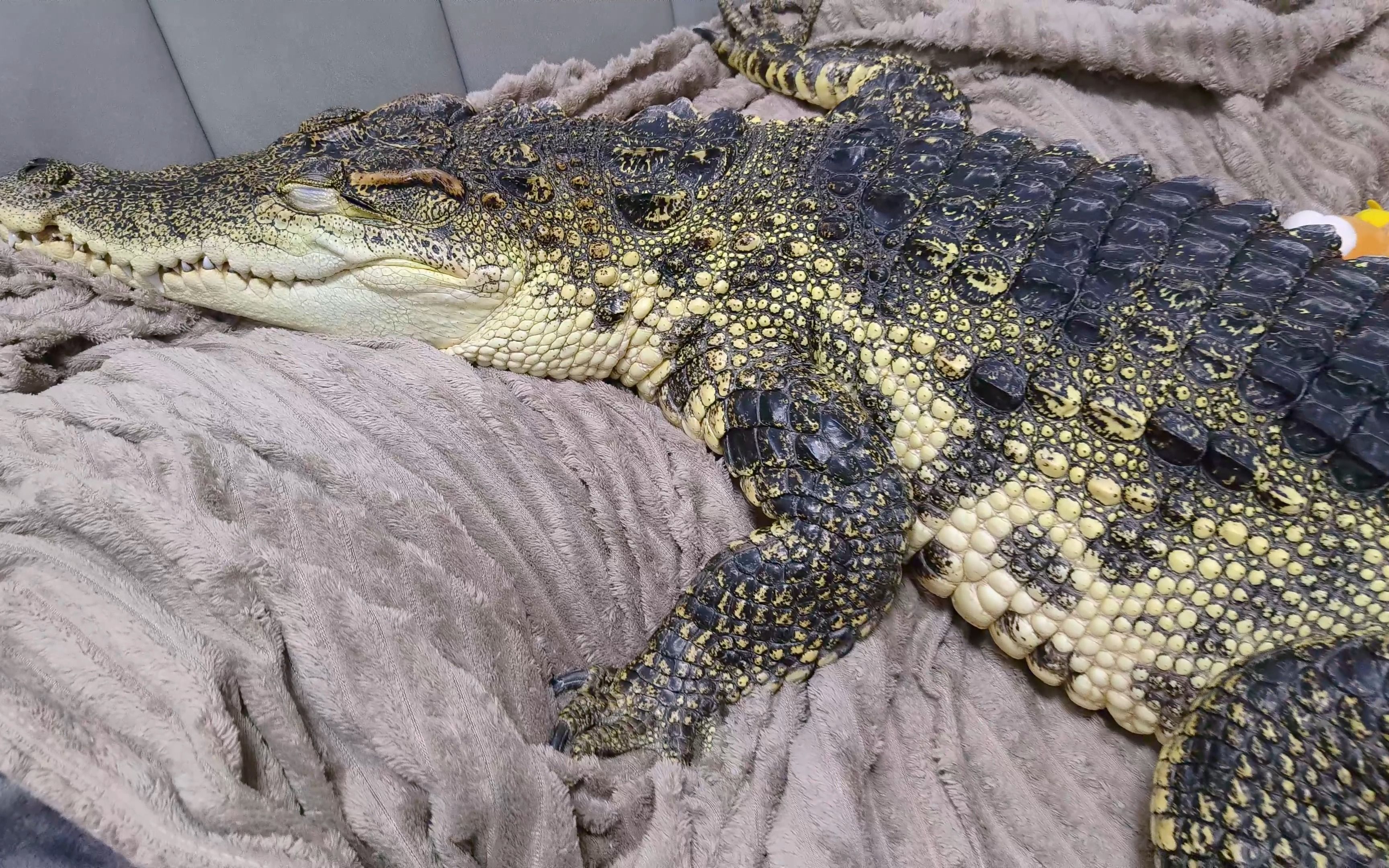 原来鳄鱼的小脚脚这么敏感的吗