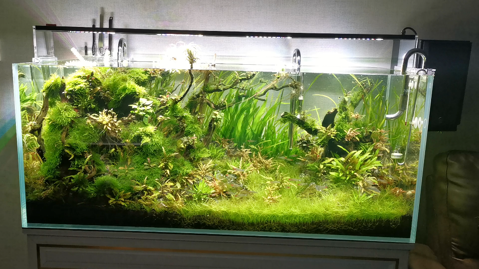 原创/120厘米草缸/原始森林造景