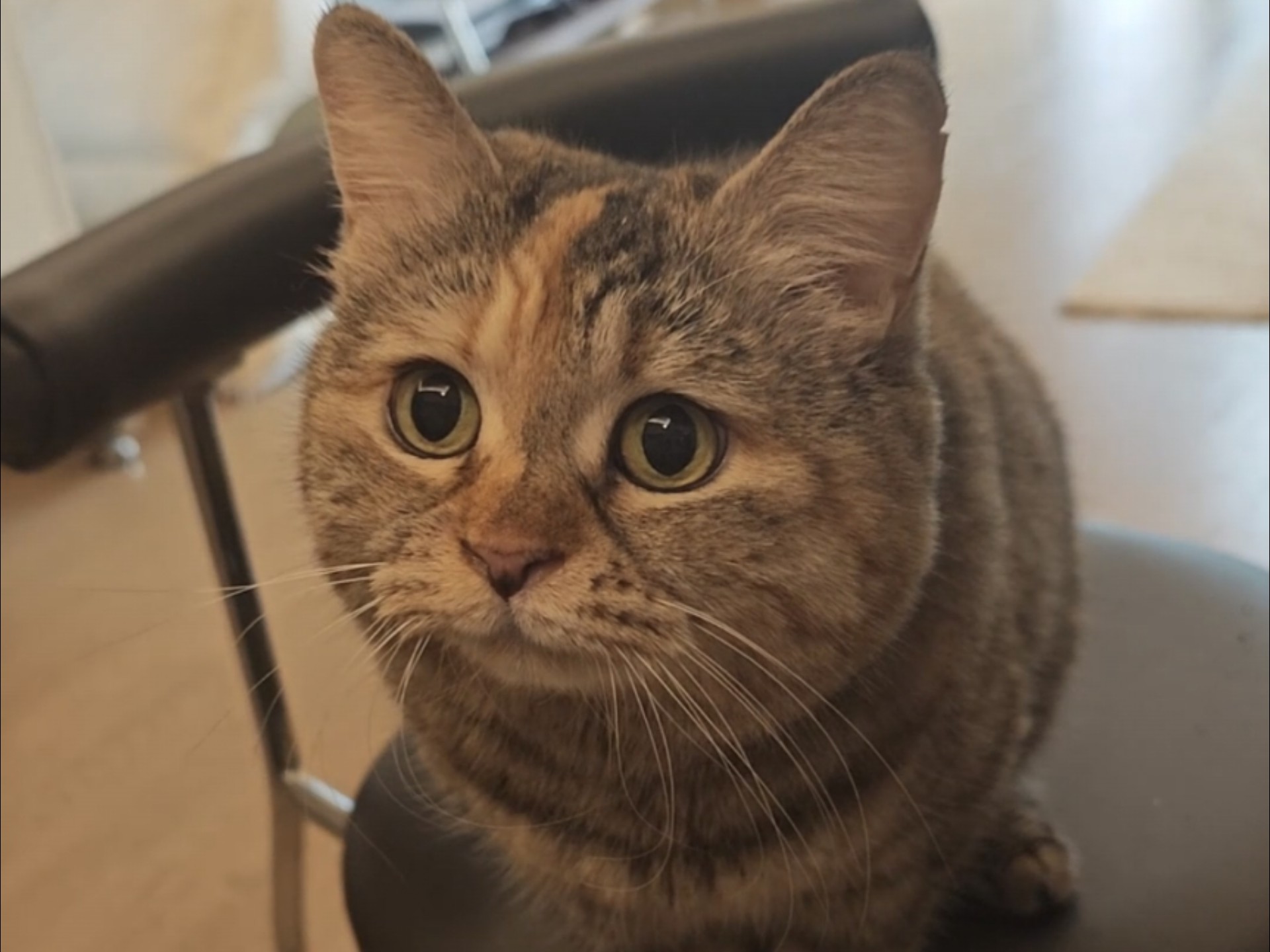 这个猫猫一定也能吃对吧？