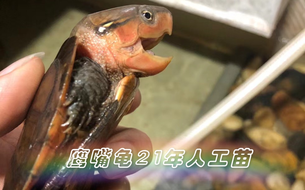 活动作品鹰嘴龟福建鹰21年人工苗5个多月后